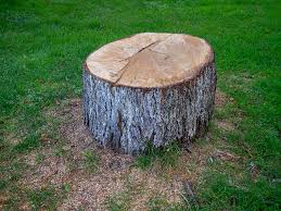 Best Tree Disease Treatment  in Lakeland Village, CA
