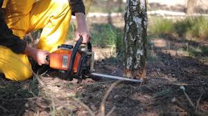 Best Lawn Pest Prevention  in Lakeland Village, CA