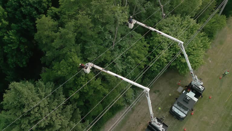 Reliable Lakeland Village, CA Tree Services Solutions