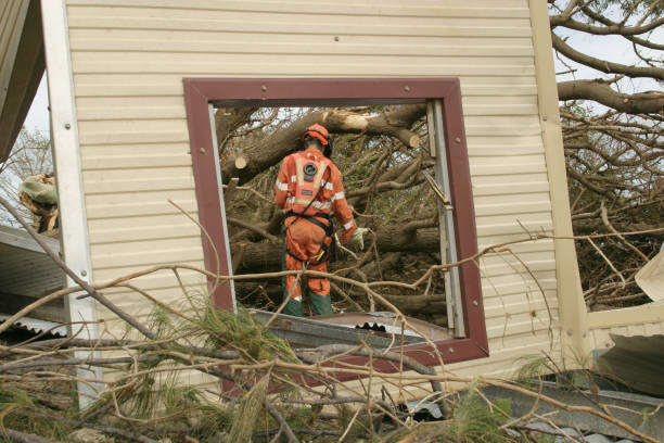 Best Root Management and Removal  in Lakeland Village, CA