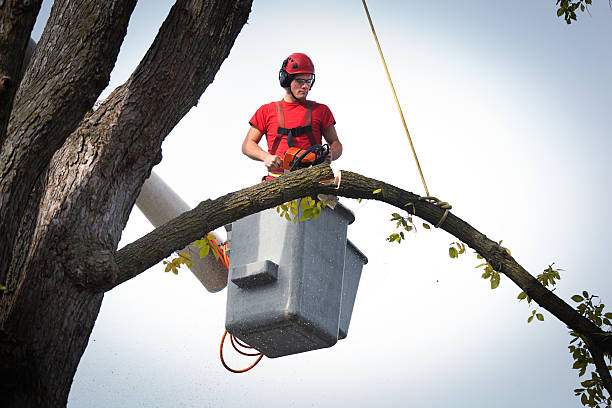 Leaf Removal in Lakeland Village, CA